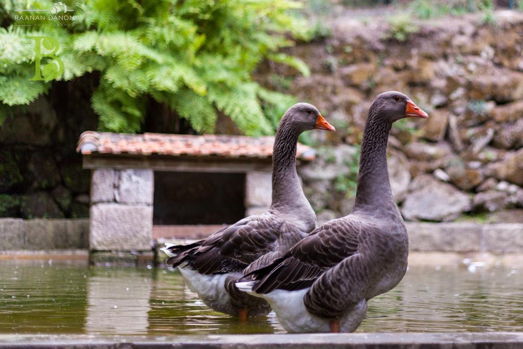 Quinta da Bouça - Agroturismo Pacos de Gaiolo Chambre photo